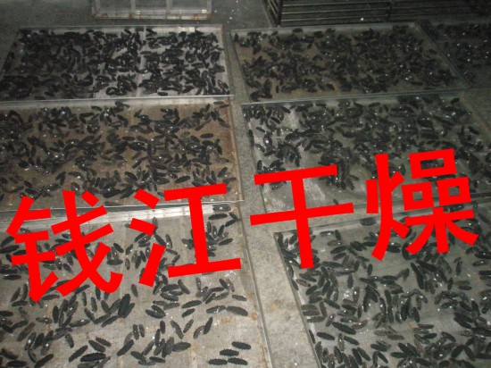 X(yng)C(j)-əC(j)-O(sh)Bп͑