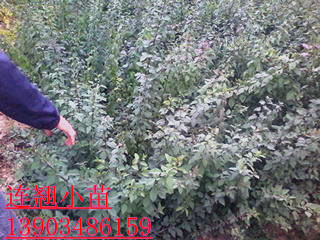 (yng)BN BNr BNDƬ BN
