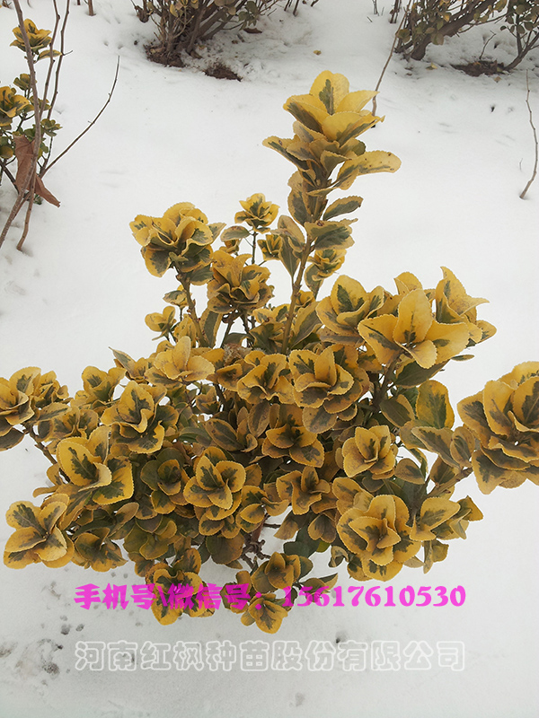 (yng)~S(yu)|(zh)u(mi)~S̓r(ji)