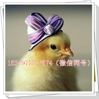 Ĵr(nng)I(y)_l(f)޹˾