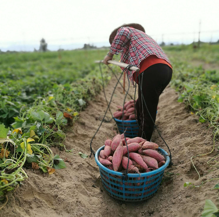 ͨSƤK8̖(ho)tۃr(ji) ӉSƤK8̖(ho)t(yng)