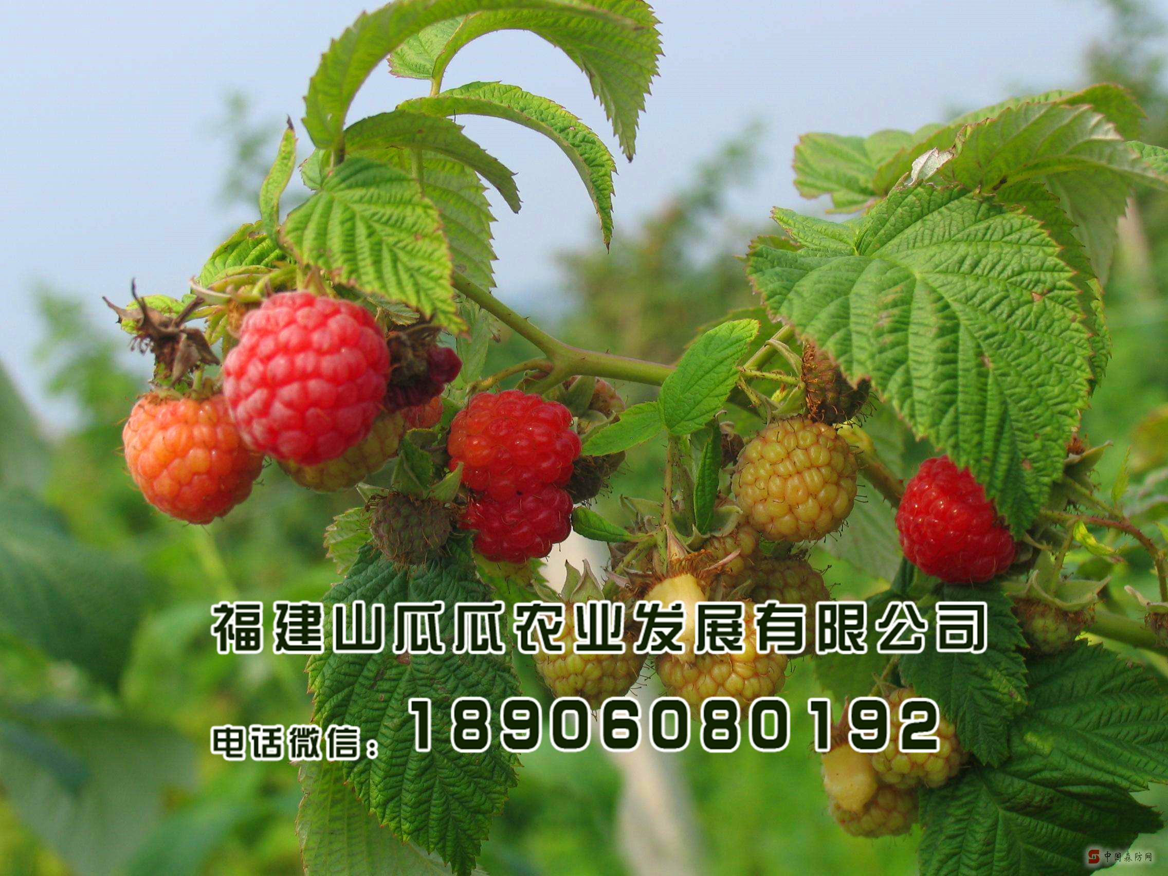 һɫˮ-~ӷN tݮ߮a(chn)(yng)