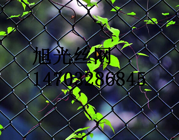 P䓹W(wng)   \W(wng)   ߅·oW(wng)S