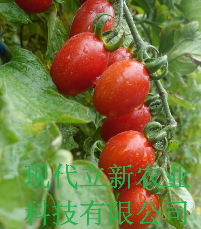 (zhun)J(rn)F(xin)µļtǧϲС˘O֮tƷN