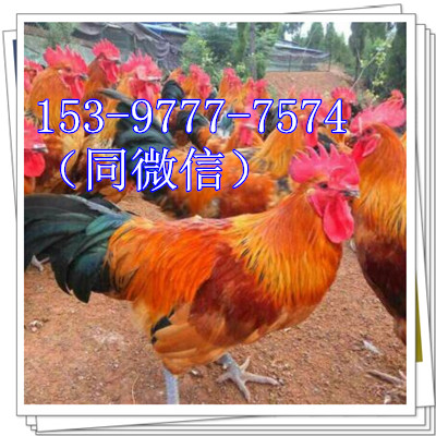 `_(ti)uSN_u