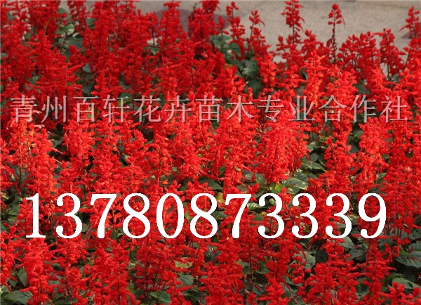 l(f)uļtɫһtСݰ܎ľ