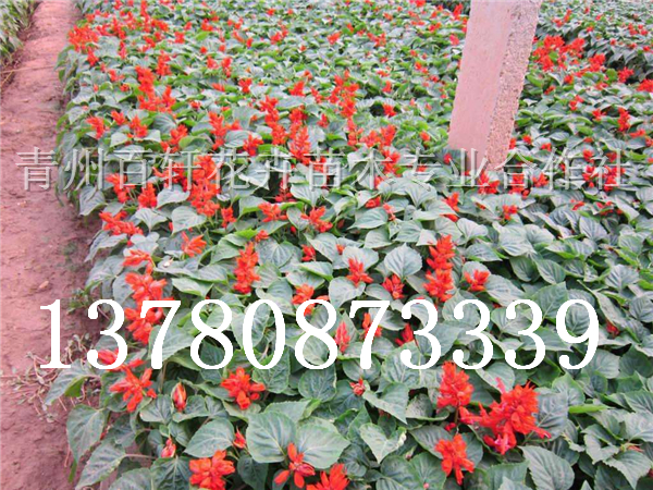 l(f)ؑc10000һtݰ܎ľ