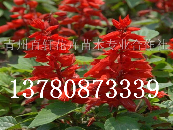 ɽ|һtr(ji)(yu)܎ľl(f)