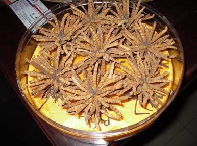 ʯɽնxĲǶXһ  xĲݻԒ