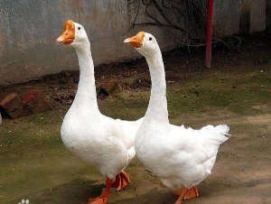 c|Zr/c\ɷsell/_(d)|Z