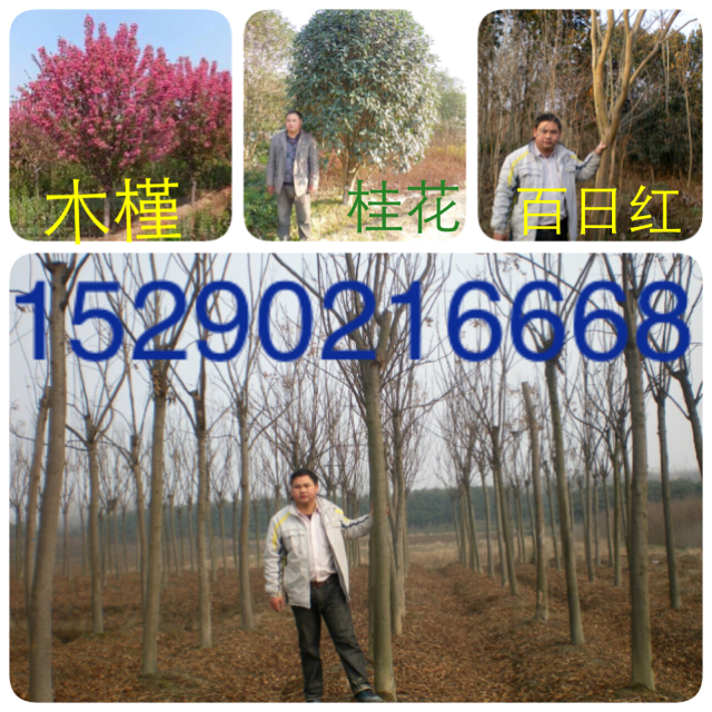 3ľ  1׸߹l(f)  3Ӯa(chn)؃r(ji)