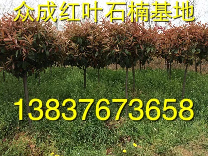 2ּt~ʯ   2քr(ji)   r(nng)ֱN1ֹ