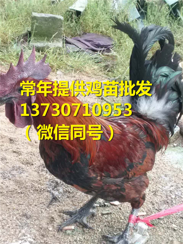 ĴeϪhƤѪëuB(yng)ֳǰƤѪëuăr