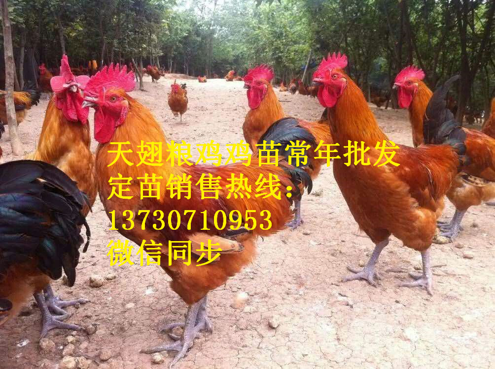 Ĵd}ͤh_ul(f)Ј_uƷN