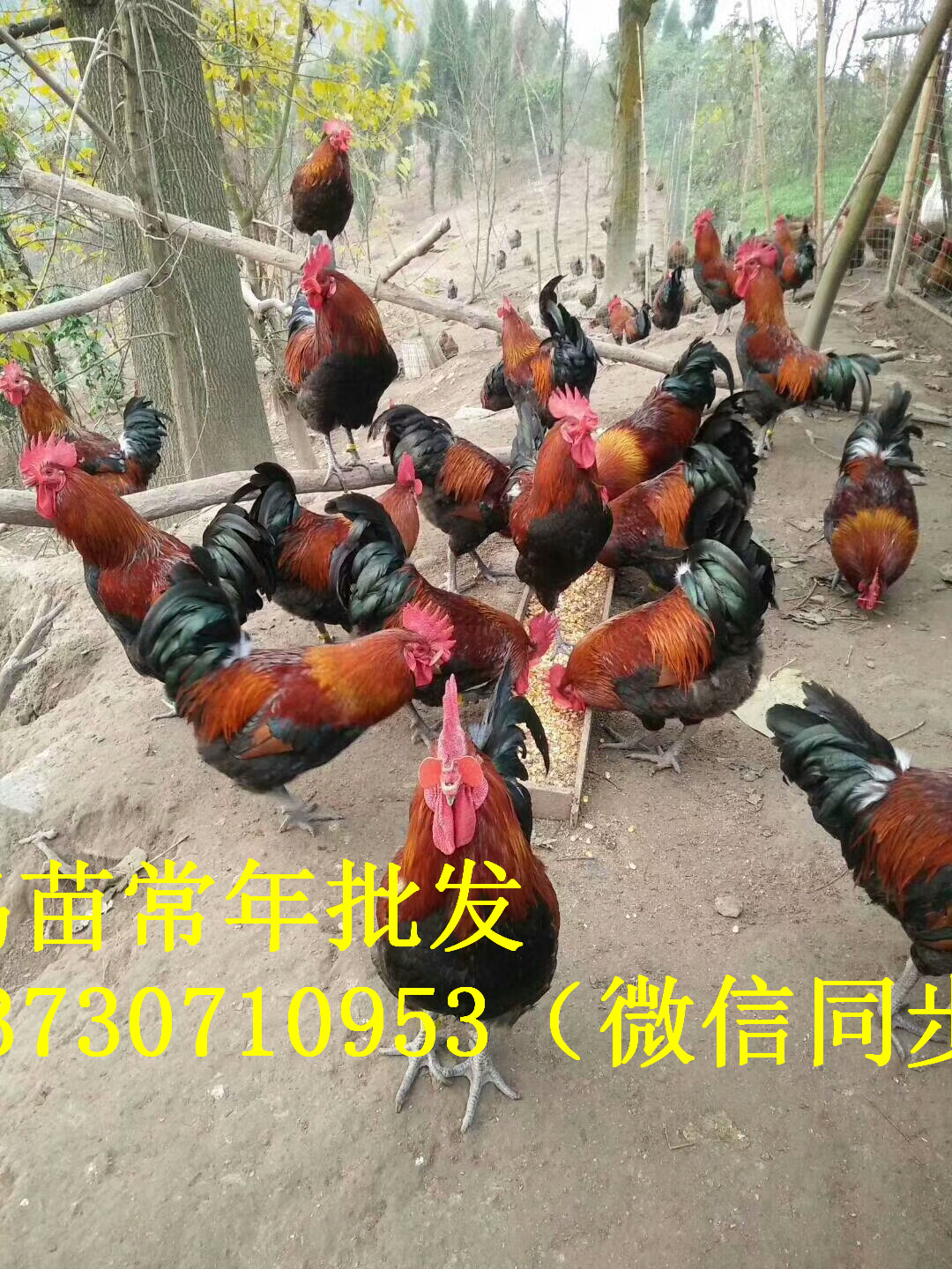 Ĵϳϲh_tuxُ_tur