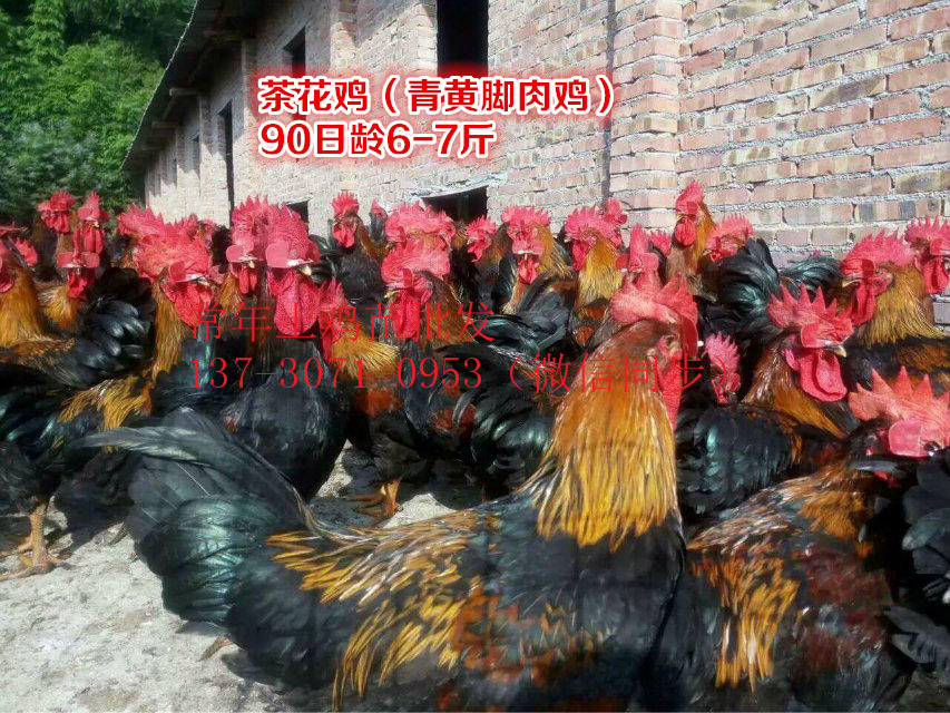 Ĵΰοh軨uB(yng)ֳǰ軨ul(f)r