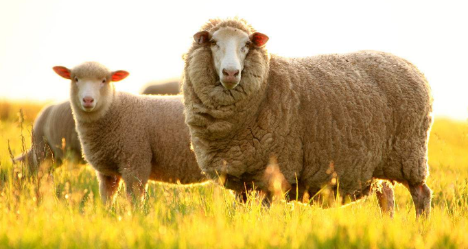 MڰĴëϺļҴP(gun)˾