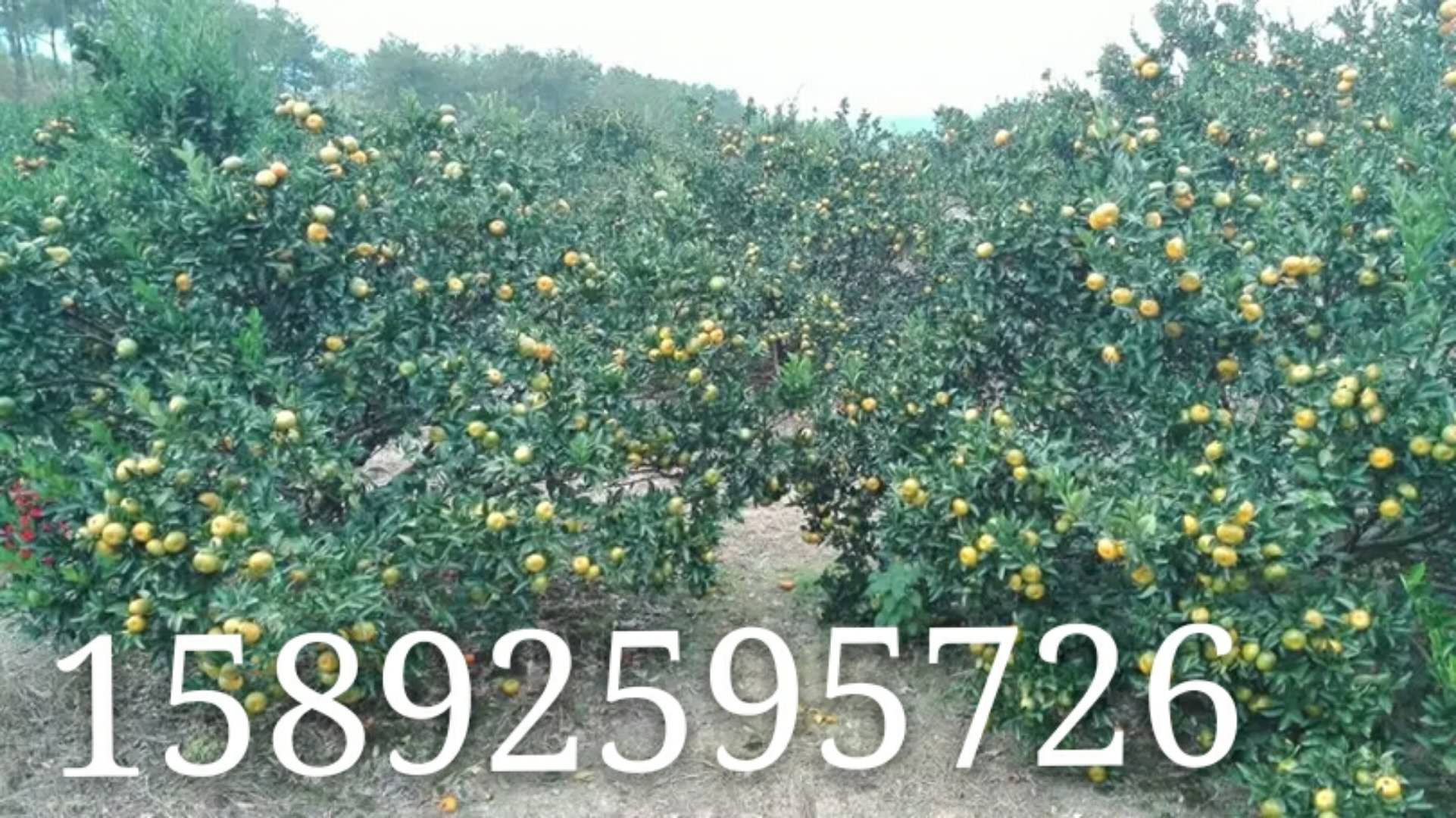 dѪdѪr(ji)