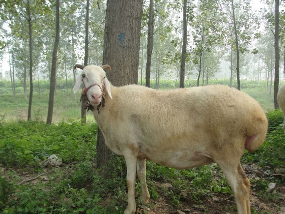 2018Сβr(ji)Сβăr(ji)