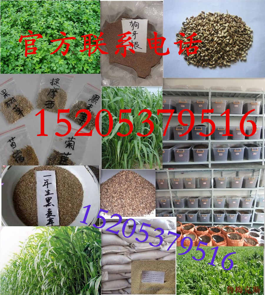 福建省福州市綠化草皮種子哪個品種好