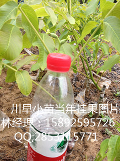 磬L(zhng)ɳNֲL(zhng)ɳNֲr(sh)(ji)