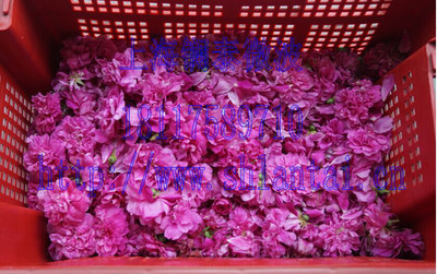 Ϻ|̩΢ƻəCr(nng)CO(sh) r(nng)I(y)ӹCе r(nng)a(chn)ƷӹO(sh)