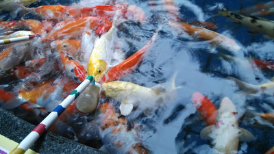 AģN̈ͶYι~~׶Nߴ綼Զ~ ͶYι~