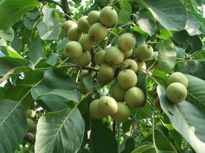 S1̖Ҙ磬Ҫ(yu)ݵĹ́@r(nng)ľ