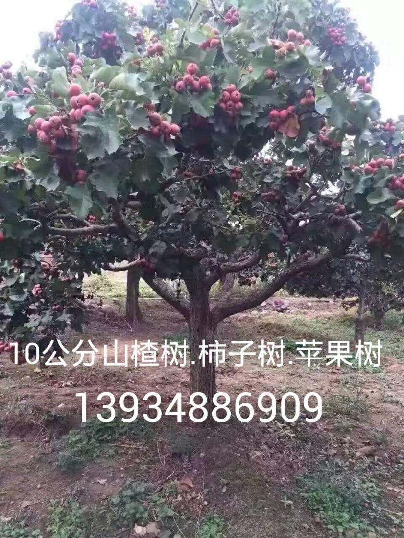 8ɽ高=8ɽ高r