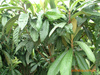  N ޽ 100cm