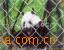 ;W(wng)