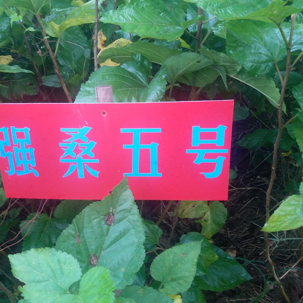 ֮Fs~޽Ӄ(yu)ƷN~߮a(chn)ɣ