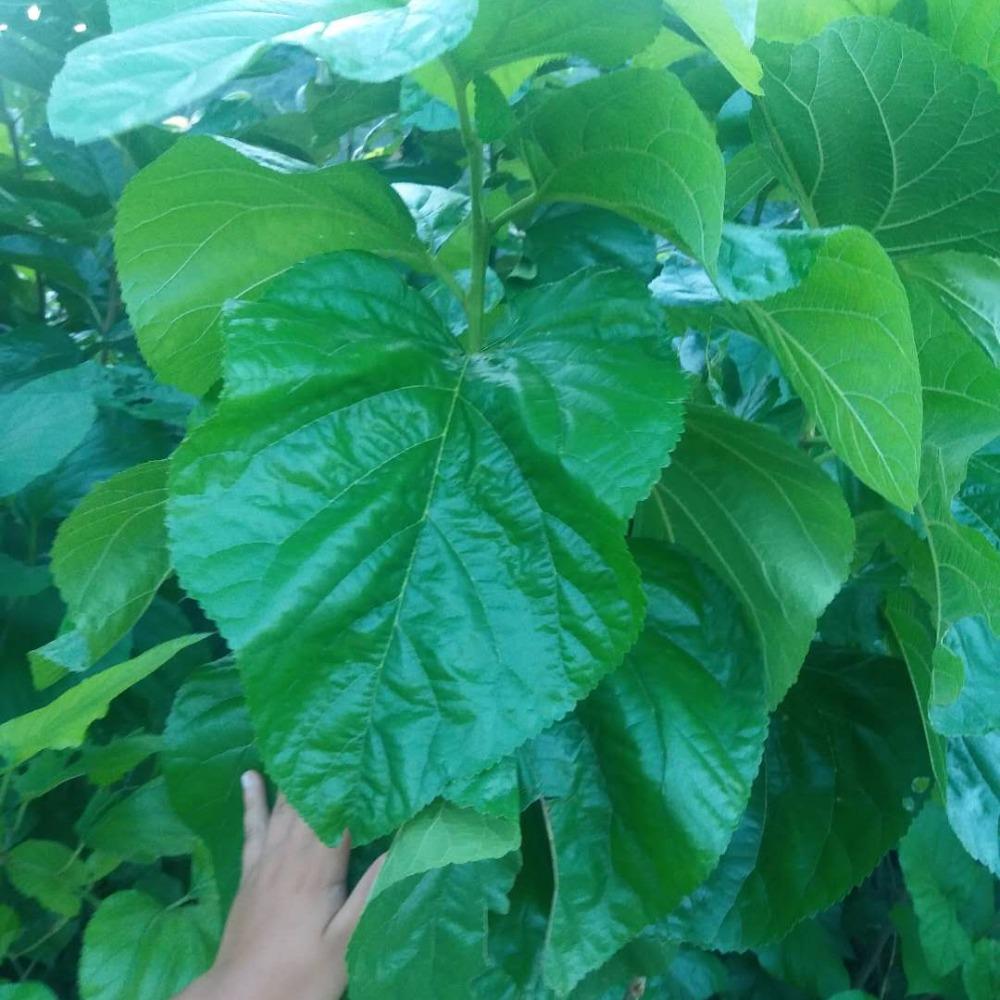 пƸ~޽ɣ