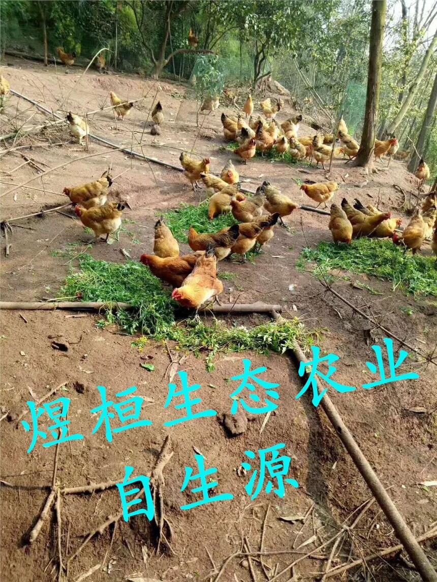 ȫ깩(yng)_(d)݃(yu)|(zh)uă(yu)Ʒ|(zh)C