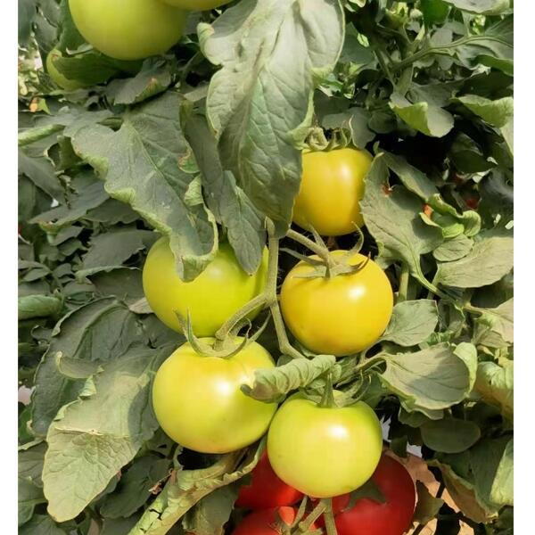 ߮a(chn)ƷtNpѷN ԴԺmߙn۹