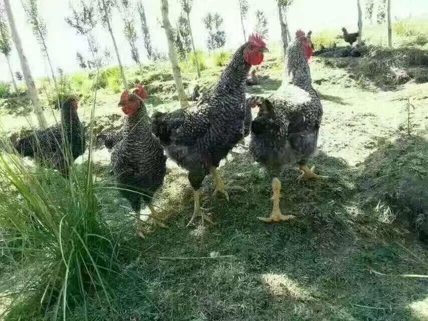 ĴNJul(f)S ɶu繩(yng) dur