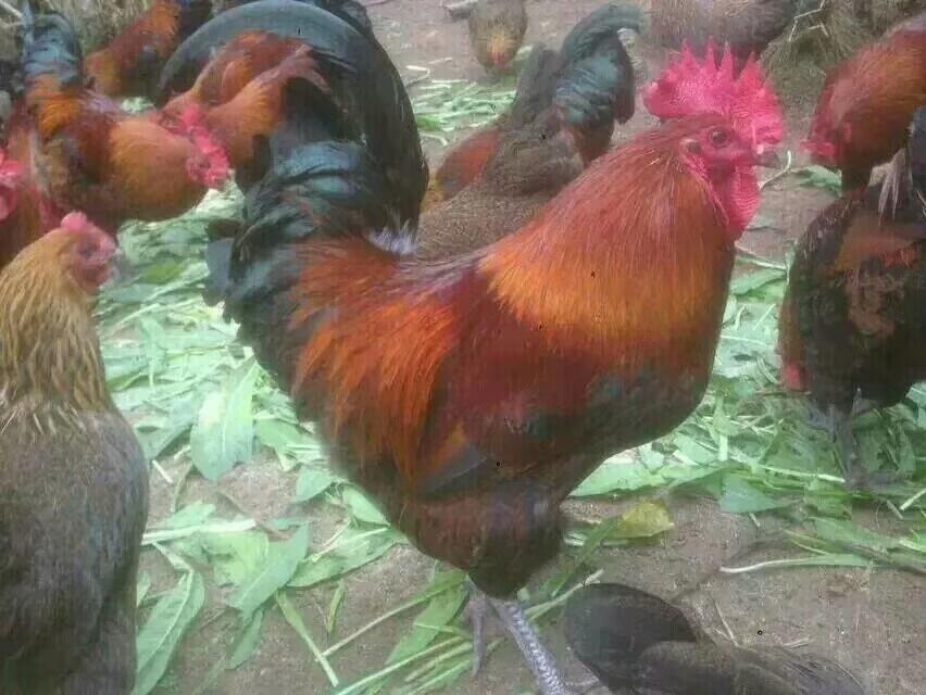VԪul(f)Ј ϳŽtur u繩(yng) Vu