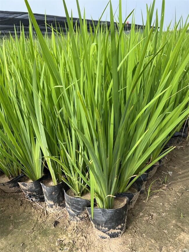 SяSҹ(yng)r(ji)(yu)