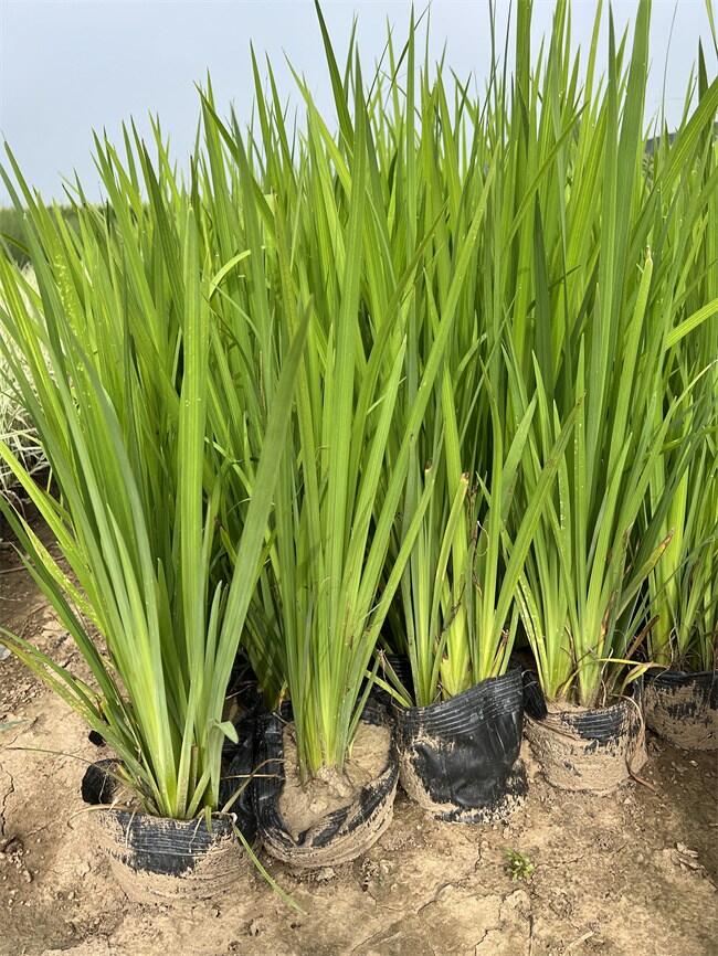 l(f)SѠI(yng)B(yng)Ҏ(gu)Rȫ