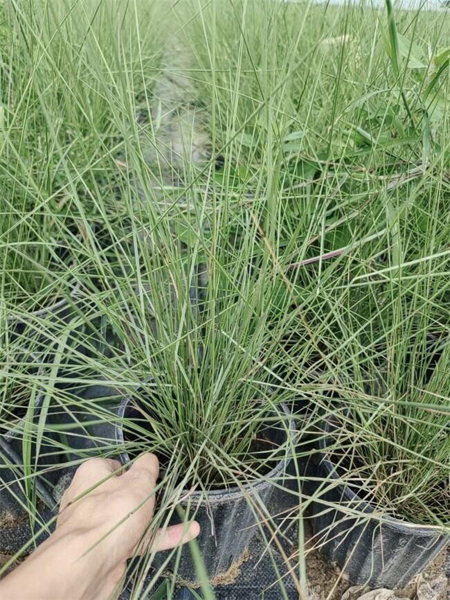 yӲݏSҹ(yng)r(ji)(yu)