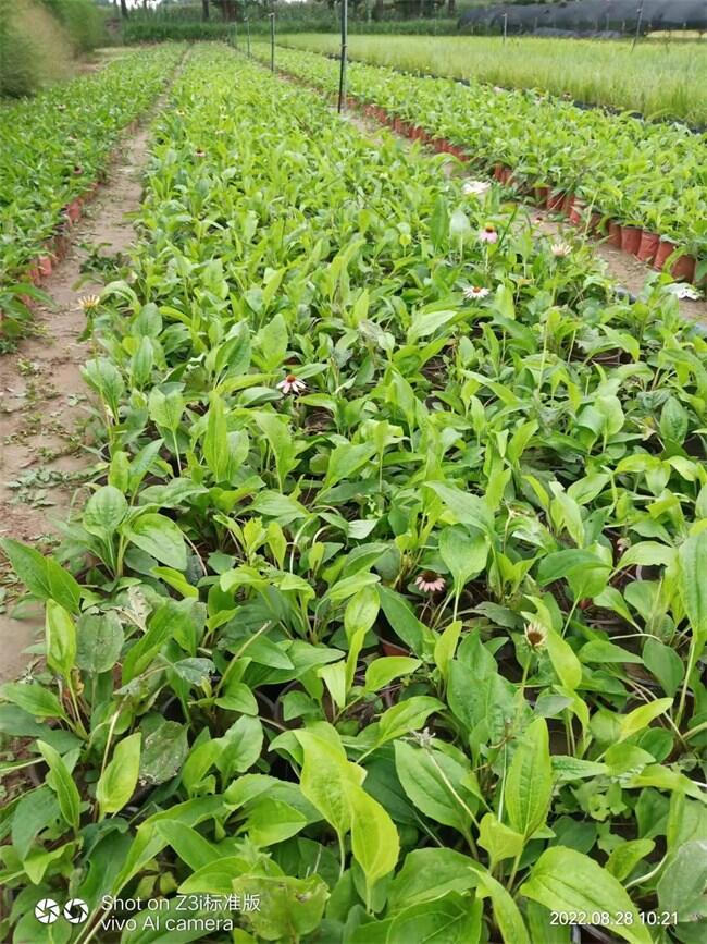 l(f)ɹՠIB(yng)磬Ҏ(gu)Rȫ