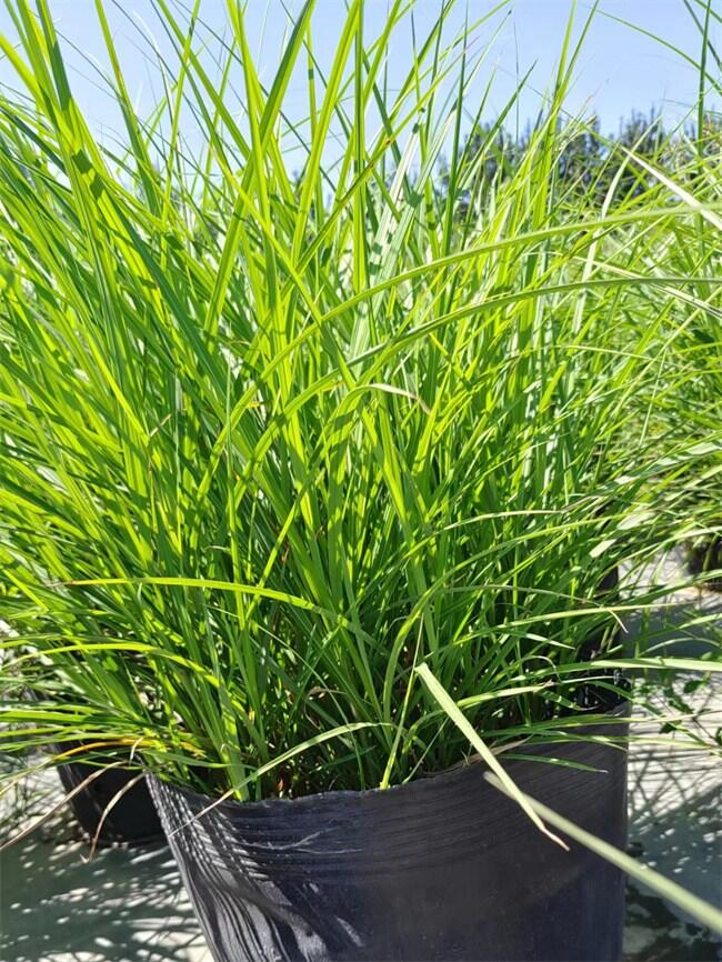 wâNl(f)(yng)(dng)l(f)؛