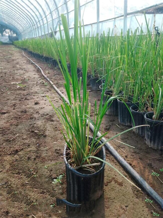 ȔNֲƷ|(zh)(yu)r(ji)