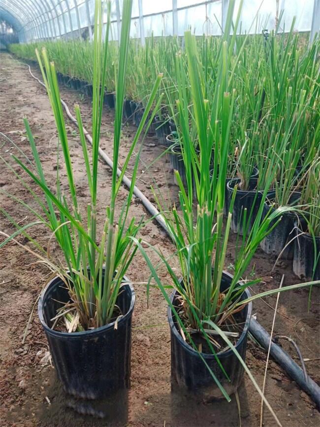 Ȕl(f)ȔԮa(chn)N(xio)