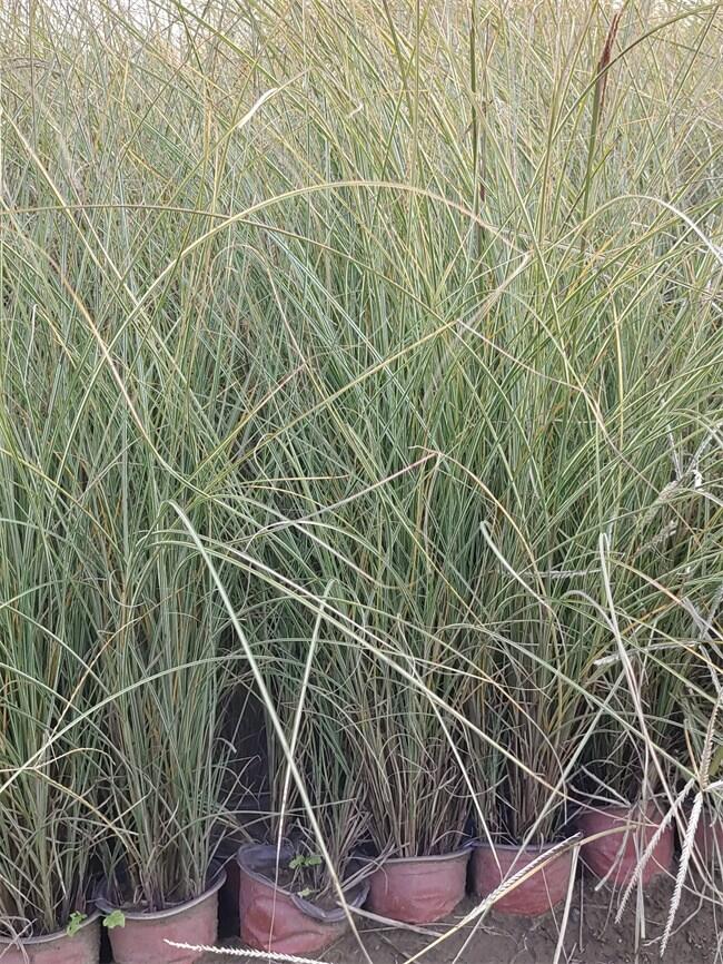 â繩(yng)  ͽl(f)؛