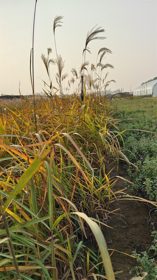 ݶݵl(f)r(ji)(yu)