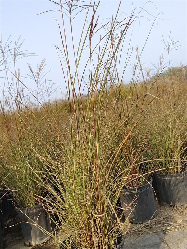 âr(ji)  â(bo)r(ji)