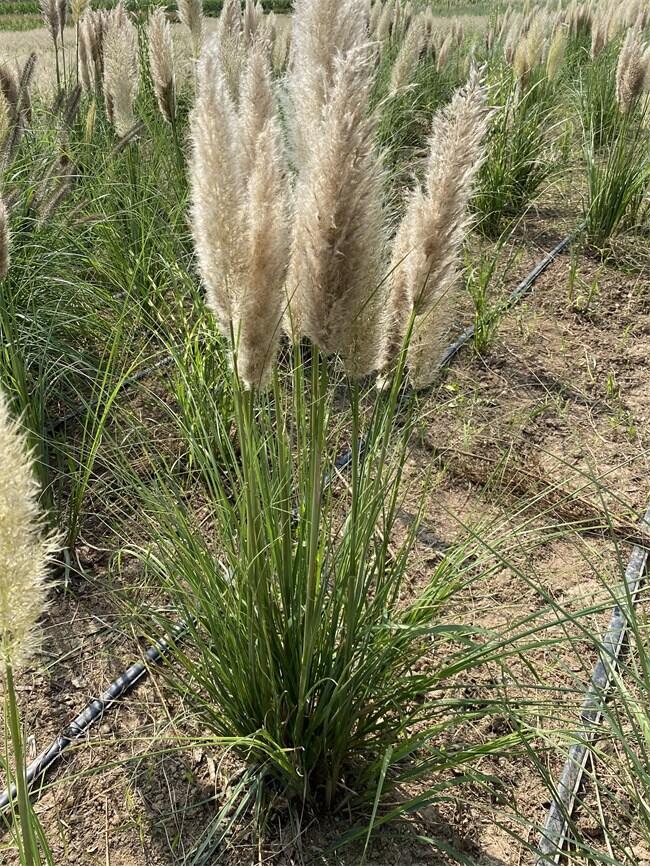 ^pݰȔ?sh)Nֲ   ƷNRȫ