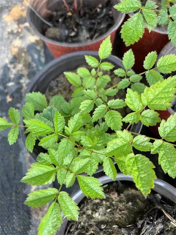 dDСr(ji)   r(ji)(yu)