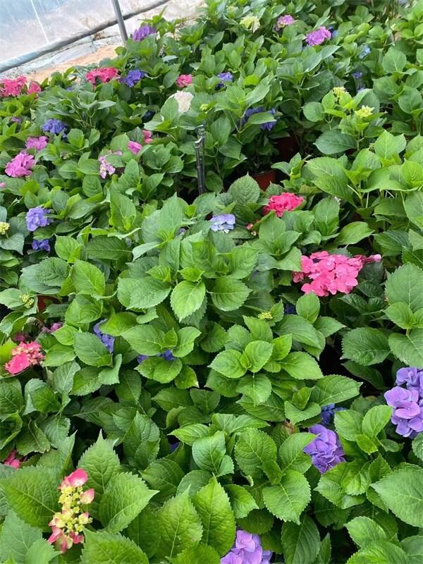 o(w)MCСr(ji)  r(ji)